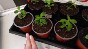 ПЕРЕВАЛКА МЕТЕЛЬЧАТОЙ ГОРТЕНЗИИ. ВЫРАЩИВАНИЕ В ОДИН СТВОЛ