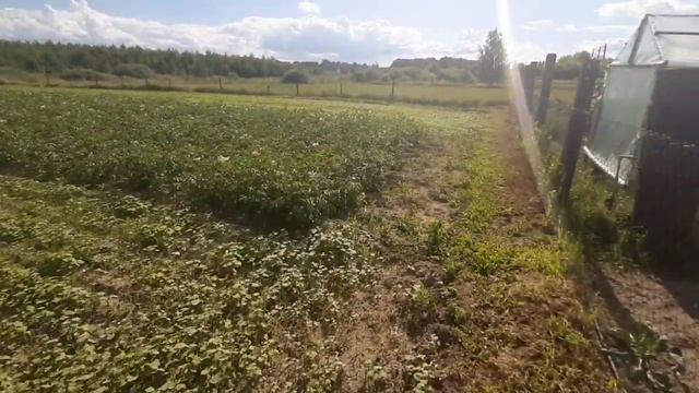 Результат посева гречихи