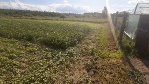 Результат посева гречихи