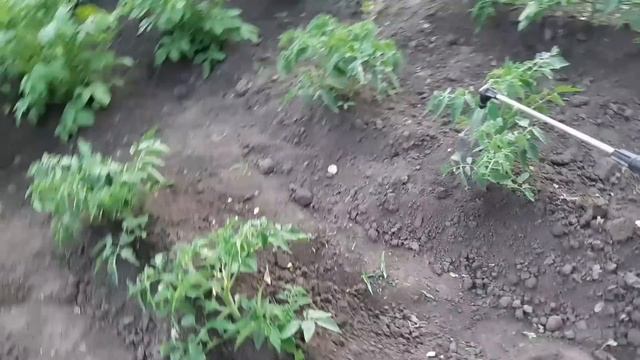 обработка огорода от хлороза