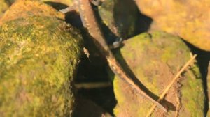 Уссурийский когтистый тритон (лат. Onychodactylus fischeri) Приморский край