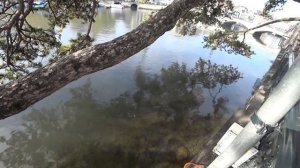 Цюрих Швейцария куда пойти и что посмотреть за 1 день. Достопримечательности  Цюриха