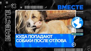Куда попадают собаки после отлова