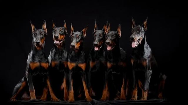ТОП 5 САМЫХ ОПАСНЫХ ПОРОД СОБАК