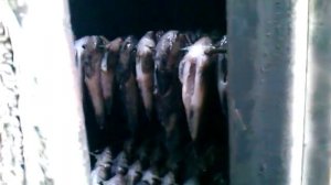 коптим бычков