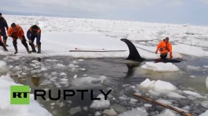Russia: Between the ice floes caught – Russian Team saves whales from death