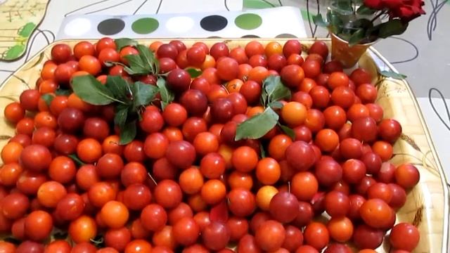 Алыча колоновидная. смотреть онлайн