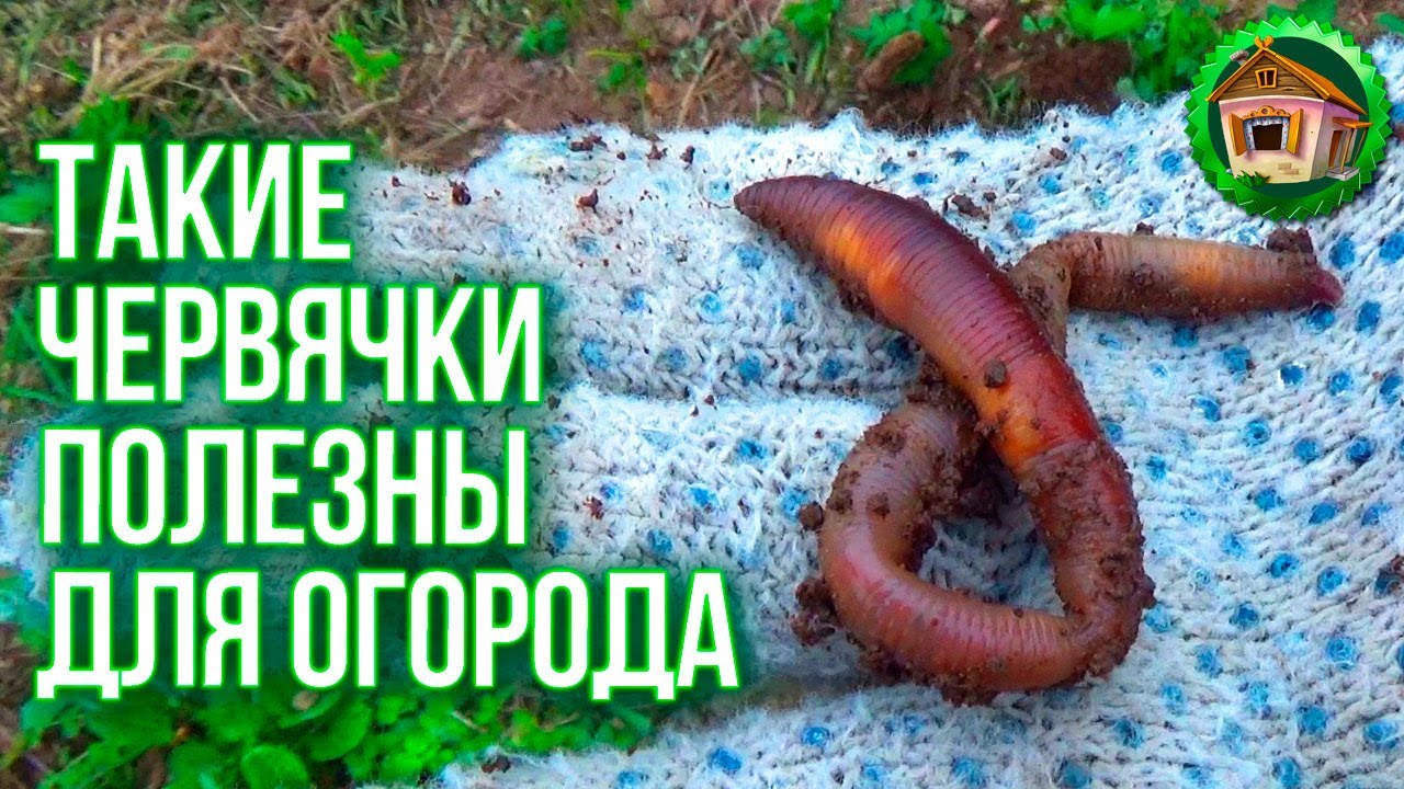 Гигантские черви. Ремонт розетки. Протекает Крыша. Белим деревья. 76 серия