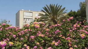 Прекрасная  и ароматная Лантана!!! Lantana.Кирят-Ям.Израиль.