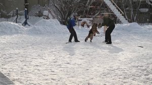 ЗКС.Немецкая Овчарка 2 года,2-е занятие.