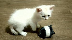 Котенок Лиза вместо того, чтобы играть с игрушками, нашла бумажку и стала играть.