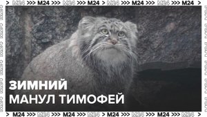 Московский зоопарк показал новые кадры с манулом Тимофеем - Москва 24
