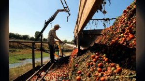 Пальмовое масло в российских продуктах. Чем нас травят.