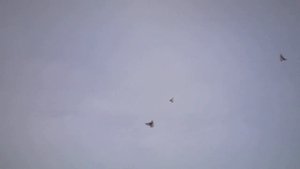 Бойные голуби КАЗАХСТАНА.Характерные признаки игры голубей Кз