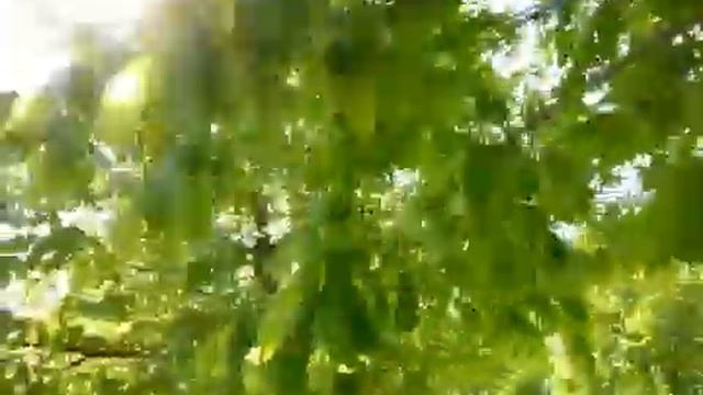 Каштаны в Грозном