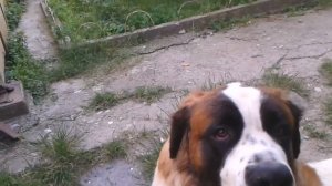 Чем отличаются Московская сторожевая от Сенбернара