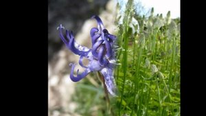 КОЛЬНИК  (PHYTEUMA)  сем. Колокольчиковые