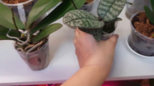 Відео-звіт(як розвиваються орхідеї , 1міс.після отримання)🌺🌿🌸🦋 смотреть онлайн