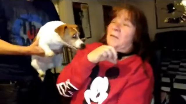 kaboom big ballons  and a jack russell terrier dog and a human shock collar смотреть онлайн