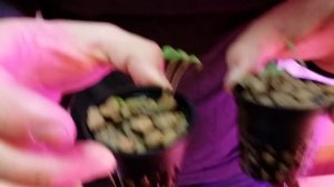 Сравнение ДНаТ и светодиодной фитолампы. День 4