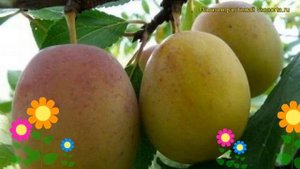 Слива домашняя Память Тимирязева. Краткий обзор, описание характеристик prunus Pamiat Timiriazeva