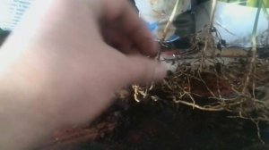 Комнатный лимон, пересадка лимонов.