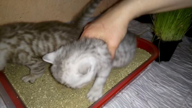 Котята и лоток Первый раз в жизни! смотреть онлайн