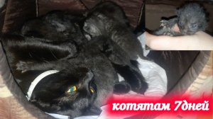 Мама кошка и её котята Деткам котика Симбы и кошечки Багиры ровно одна неделька.