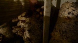 Выращивание Грибов Вешенка без Мицелия Стоит ли пересеивать отработанный Грибной Блок на Субстрат