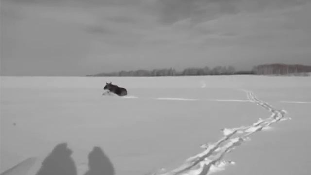 Убегающий лось смотреть онлайн