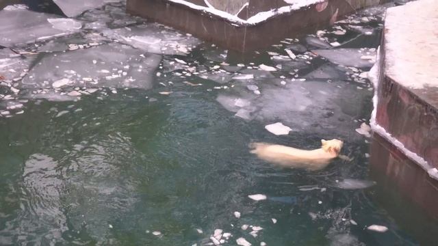 Медвежонок играет с льдиной. 27.11.2023 смотреть онлайн