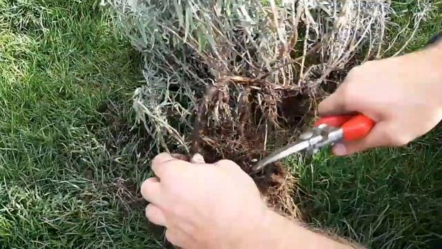 ЛАВАНДА. РАЗМНОЖЕНИЕ. ЛУЧШИЙ СПОСОБ. РЕЗУЛЬТАТ смотреть онлайн