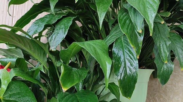 Спатифиллум (женское счастье) чернеют листья, причины смотреть онлайн