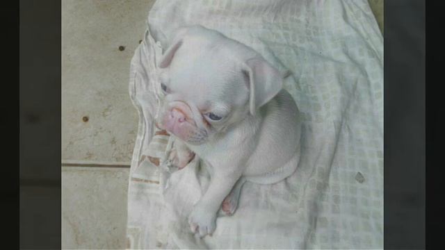 Животные альбиносы. смотреть онлайн