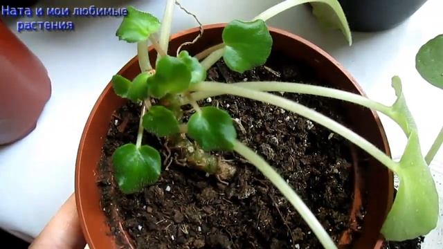 Для любителей фиалок !  Размножение (омоложение фиалок)  3-мя способами : какой быстрее и лучше ?