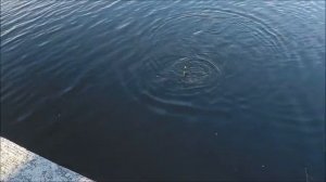 Ловля на пенопласт . NEW ! " СНАСТЬ  В  ЗАКОНЕ "