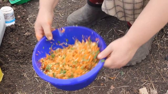 Цыплята едят витаминную подкормку. Кохинхин голубой. смотреть онлайн