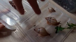 лимиколярия агатина приборка