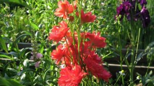 Дельфиниум – король цветника середины лета