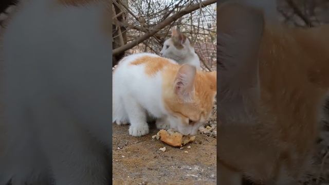 Дикий рыжий котёнок Аравийский Мау кушает пирожок с мясом ? Cute feral kittens Arabian Mau eat pies