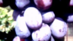 Виноград Низина