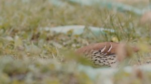 ПРАВОСЛАВНЫЕ ПРИТЧИ / ВОРОБЕЙ.