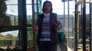 Брама куры, яблочный уксус для кролов и кур, секреты здорового поголовья. В гостях у Олега