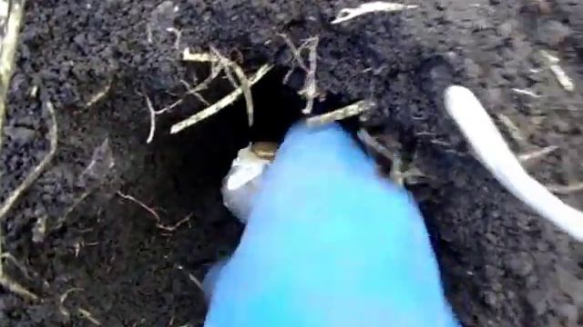 посадка чеснока  рокамболь