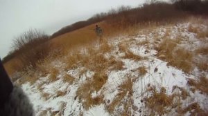 Охота с лайками на кабана (Аякс и Карат)