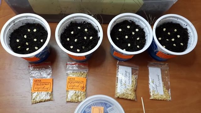 Посев сладкого болгарского перца. смотреть онлайн