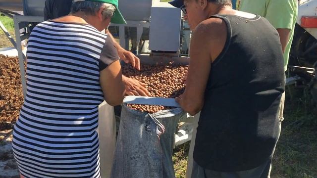 Фундук, отделение от плюски смотреть онлайн