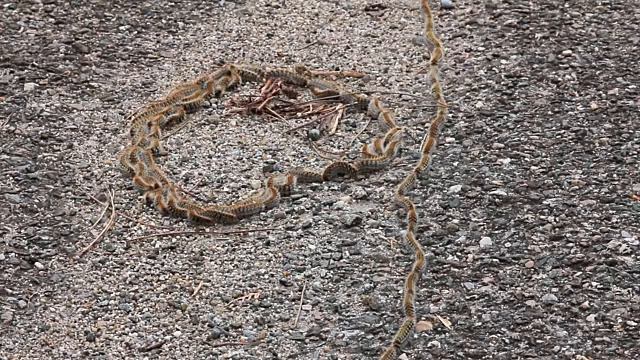 Карусель смерти гусениц смотреть онлайн
