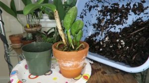 Transplante Cattleya (Forma Ideal de Transplante)