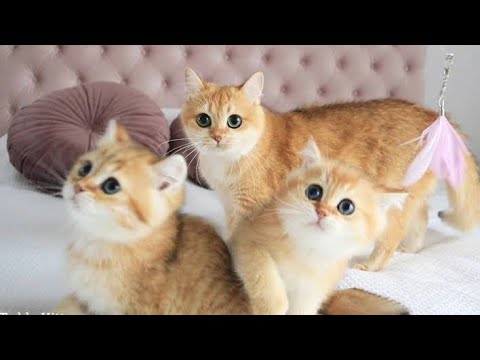|Смешные видео с котами ? | Лучшие, смешные видео с кошками | приколы с животными|№14